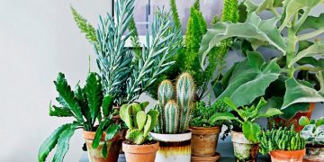 Які рослини приносять удачу