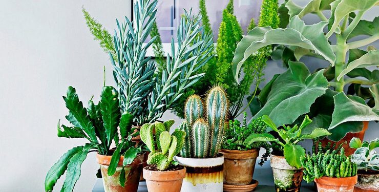 Які рослини приносять удачу