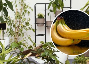 ЧИМ ПІДЖИВИТИ КІМНАТНІ РОСЛИНИ ВЗИМКУ: БЮДЖЕТНЕ ДОБРИВО З ПРОСТИХ ІНГРЕДІЄНТІВ