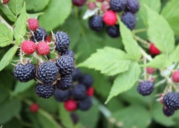Названо найкращу ягоду проти раку кишечника