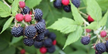 Названо найкращу ягоду проти раку кишечника
