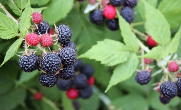 Названо найкращу ягоду проти раку кишечника